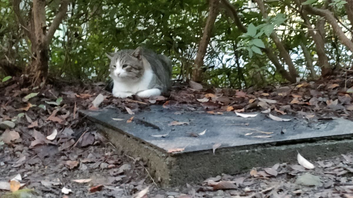 猫